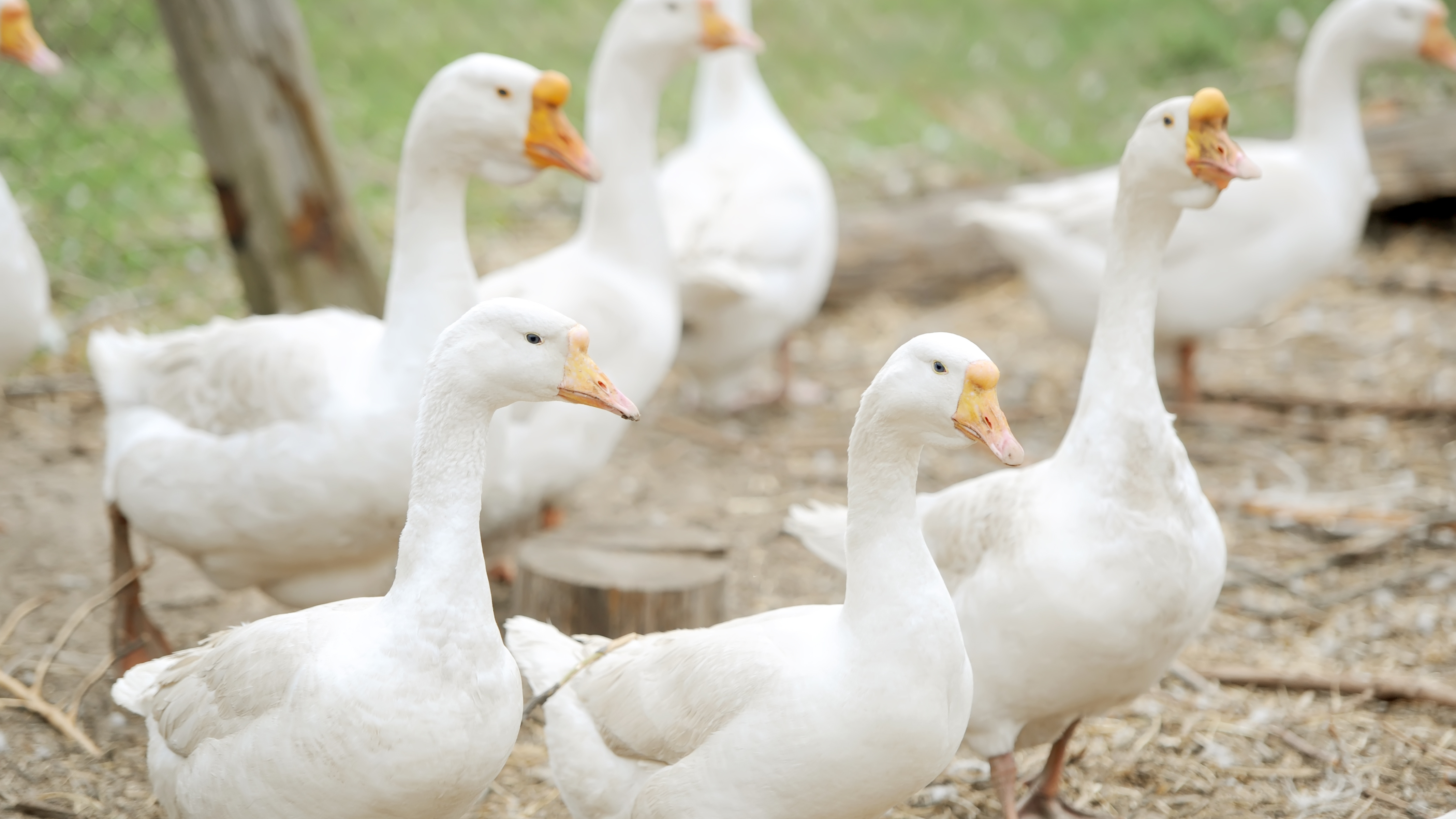 oies blanches dans une ferme avicole, élevage intensif. Alimentation volailles